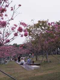 冬季限定：深圳后海公園的紫花風玲木 