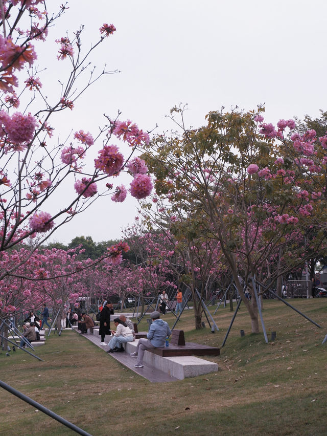 冬季限定：深圳后海公園的紫花風玲木 