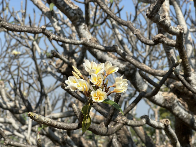 เที่ยวเมืองพระนครคีรี ชมดอกไม้ในวังเก่า 🌸✨