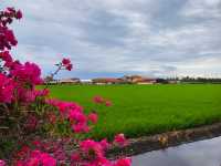 A fruitful day trip to Sekinchan 