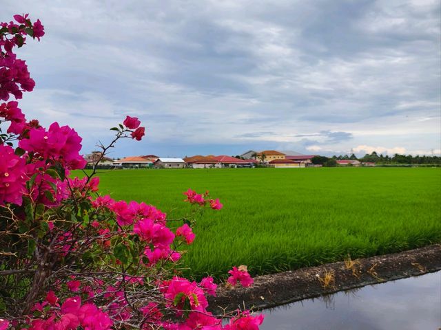 A fruitful day trip to Sekinchan 