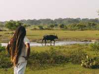 A Full-Day Safari in Yala National Park