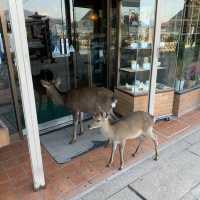 Deer-ly Loved Miyajima: A Day Trip to Remember! 