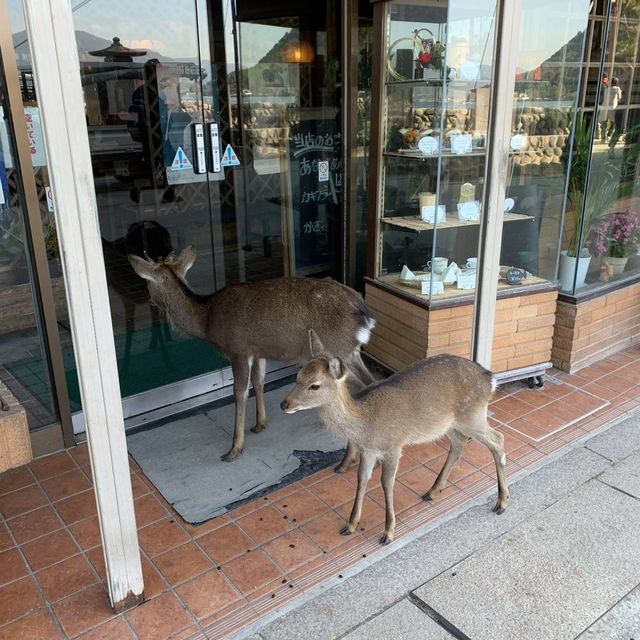 Deer-ly Loved Miyajima: A Day Trip to Remember! 