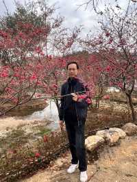 充滿春日浪漫的地方：韶關新豐縣櫻花峪