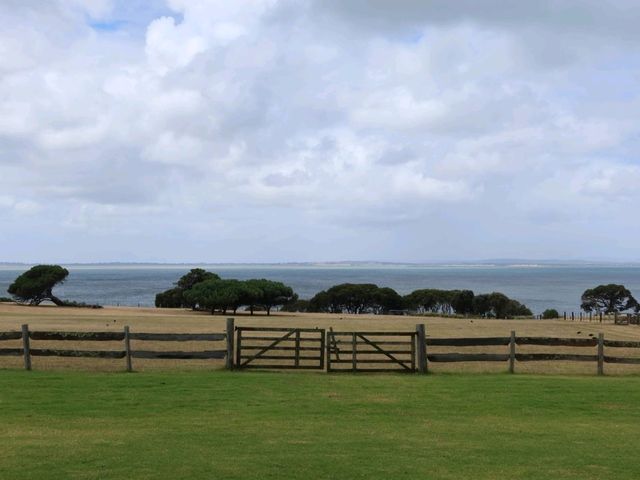 墨尔本The Nobbies 和 churchill island 非去不可
