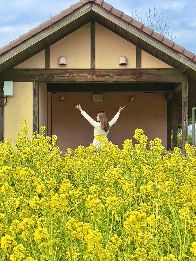 大阪 ❤︎ 甲子園球場の8倍もある公園のお花畑💐💛 