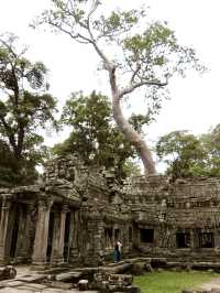 The Mystical Allure of Ta Prohm – A Journey Through Time