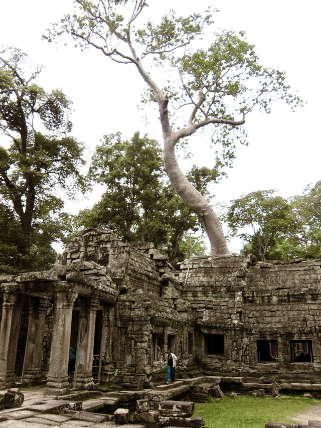The Mystical Allure of Ta Prohm – A Journey Through Time