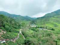 Scenic Ascent to BOH Sungai Palas Tea Viewpoint!