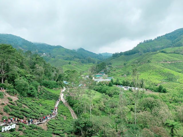Scenic Ascent to BOH Sungai Palas Tea Viewpoint!