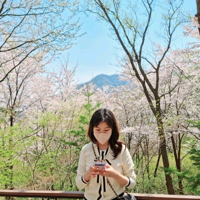 모노레일타고 벚꽃구경 가능한 화담숲!