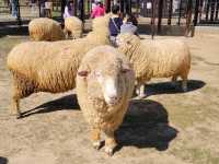 可愛い動物たちに出会える🤍【あぐりの丘】
