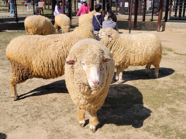 可愛い動物たちに出会える🤍【あぐりの丘】