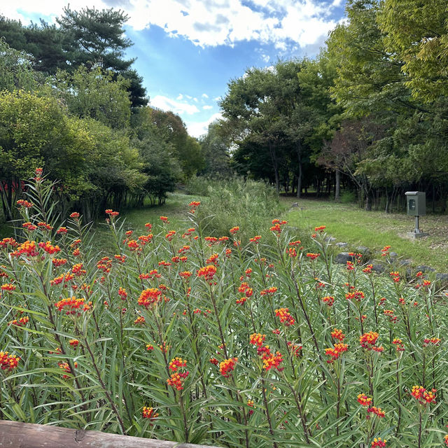 【テジョン】🇰🇷 ハンバッ樹木園