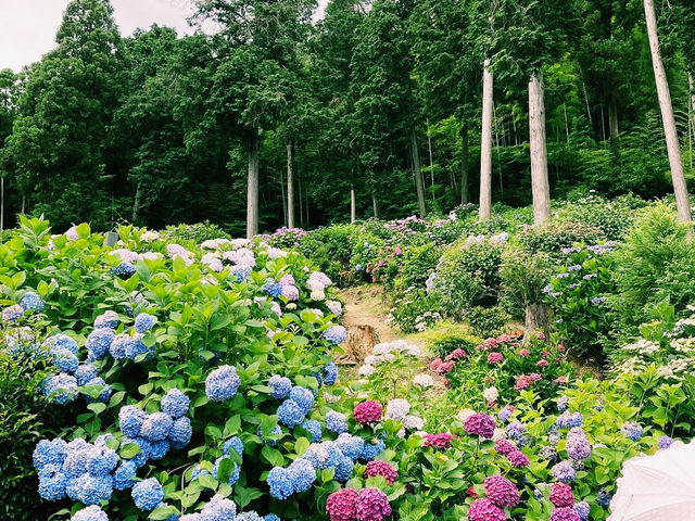 春にはツツジが満開！ 🌸