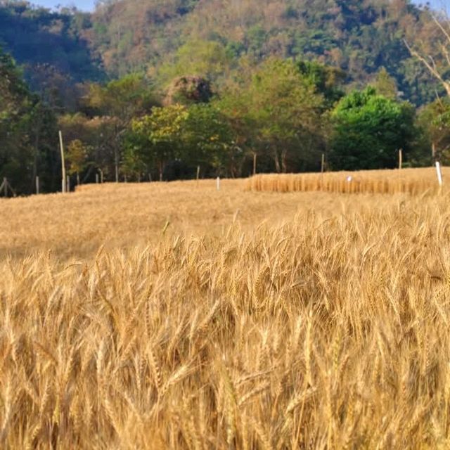 ทุ่งข้าวสาลีและข้าวบาร์เลย์ที่ศูนย์วิจัยข้าวสะเมิง