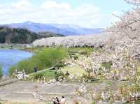 ซากุระบานริมสายน้ำ ที่ Hinokinai River, Kakunodate