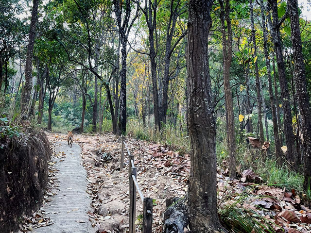 จุดยุทธศาสตร์ที่ 1 อุทยานแห่งชาติดอยขุนตาล 🌳⛰️