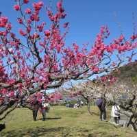 Togokusan Fruit Park (東谷山フルーツパーク)