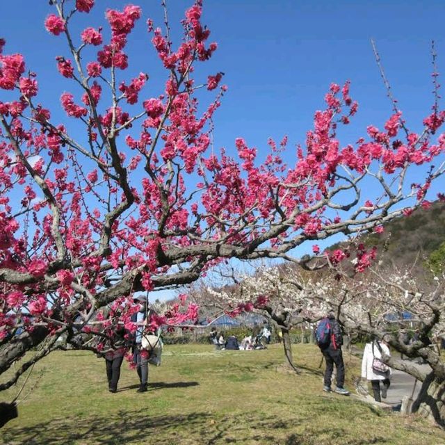 Togokusan Fruit Park (東谷山フルーツパーク)