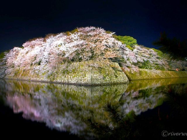 【滋賀県】夜桜に照らされた神秘的な彦根城