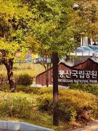 Bingyesan: A Spring Picnic with Scenic Views 