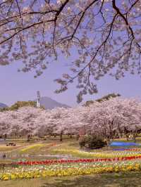 Chasing Sakura at Kyushu