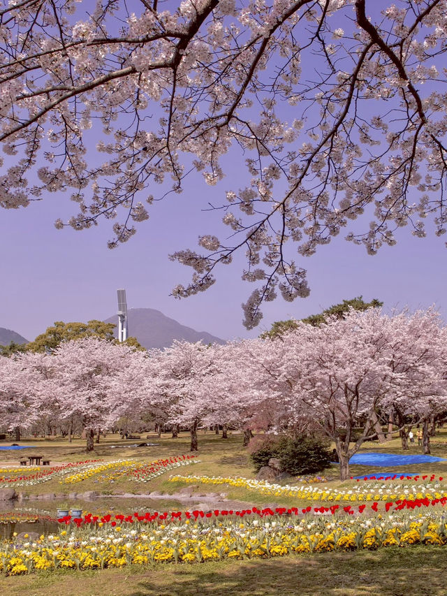 Chasing Sakura at Kyushu
