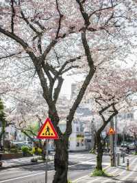 Chasing Sakura at Jeongnong-ro Jeju