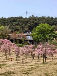 Cherry Blossom 🌸 trip to Baiyin 
