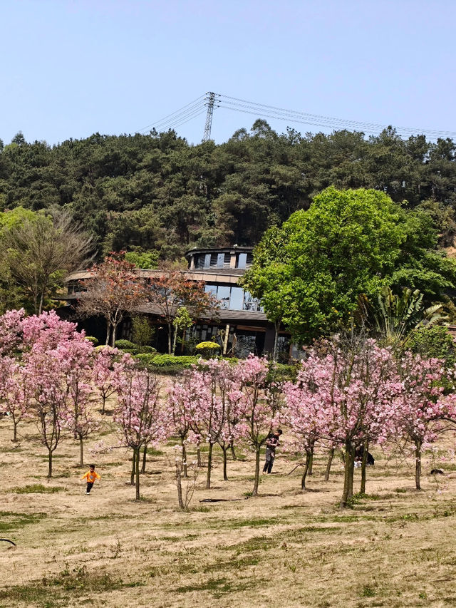 Cherry Blossom 🌸 trip to Baiyin 