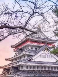 Chasing Sakura at Atami Castle