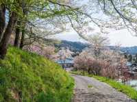 Chasing Sakura at Ogawa Village Nitanda District