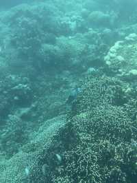 峇里島 | 最有驚喜的體驗 睇海豚仲可以同海豚暢泳🐬
