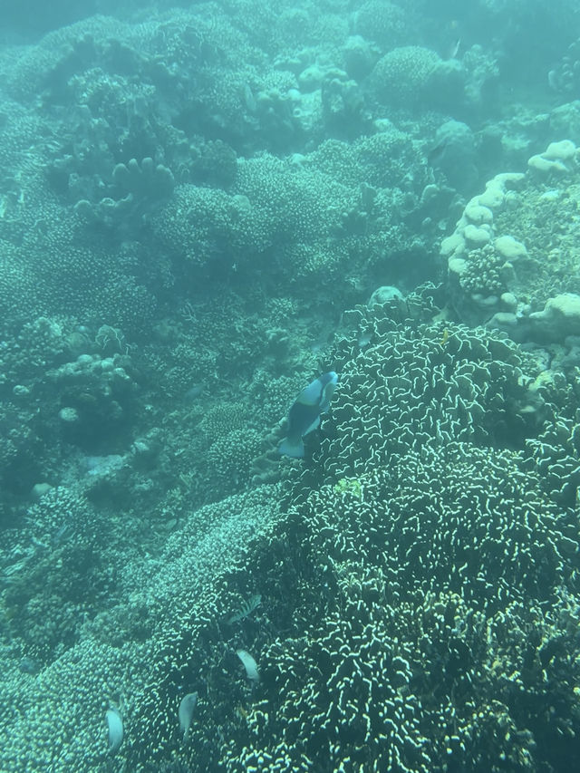 峇里島 | 最有驚喜的體驗 睇海豚仲可以同海豚暢泳🐬