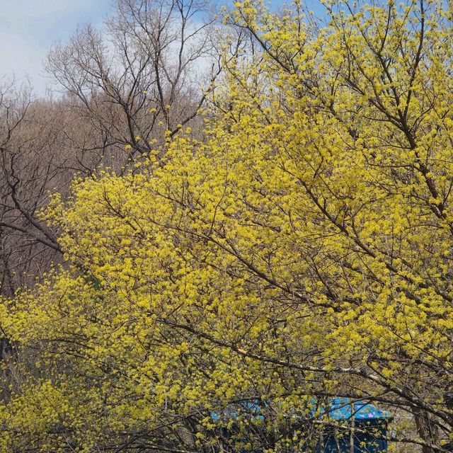 노란꽃이 만개한 이천 산수유축제