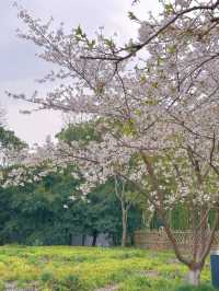 Shanghai’s Largest Urban Sakura Grove with Lakeside Views