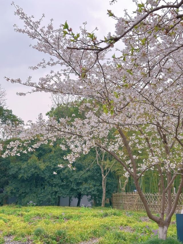 Shanghai’s Largest Urban Sakura Grove with Lakeside Views