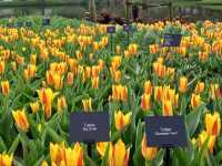 "Keukenhof: The World’s Most Beautiful Spring Garden in the Netherlands"