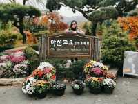 The Garden of Morning Calm: Korea’s Tranquil Floral Wonderland