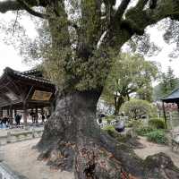太宰府天滿宮（Dazaifu Tenmangu）