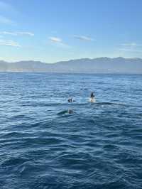 🇳🇿Kaikoura: A Paradise for Whale Watchers and Nature Lovers
