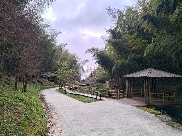 雲林古坑景點-木馬古道看竹林