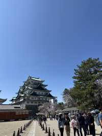 追到名古屋城櫻花