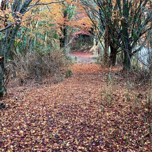 熊野古道 (Kumano Kodo, Wakayama) – 霊験あらたかな巡礼の道