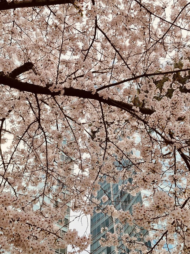 Yunjung Road: Seoul's Iconic Tunnel of Spring Blossoms