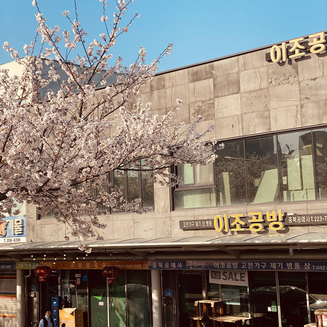 Springtime Serenity: Cherry Blossom Strolls in Mokcheok Park