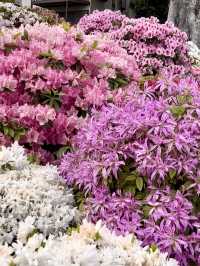 Azaleas in Full Bloom at Nezu Shrine💐