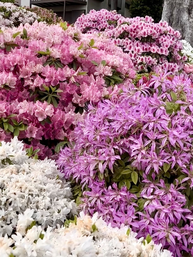Azaleas in Full Bloom at Nezu Shrine💐